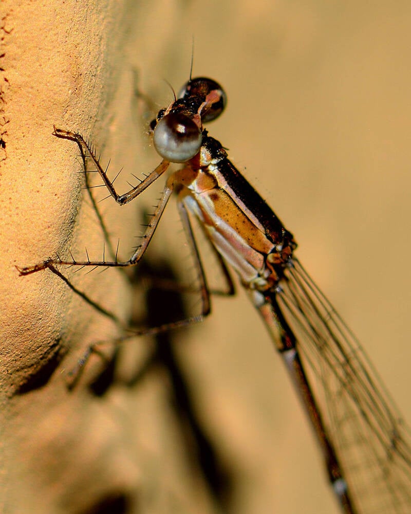 Everglades Sprite (1)