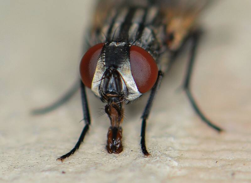 Face Fly (1)