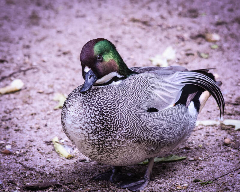Falcated Duck (1)