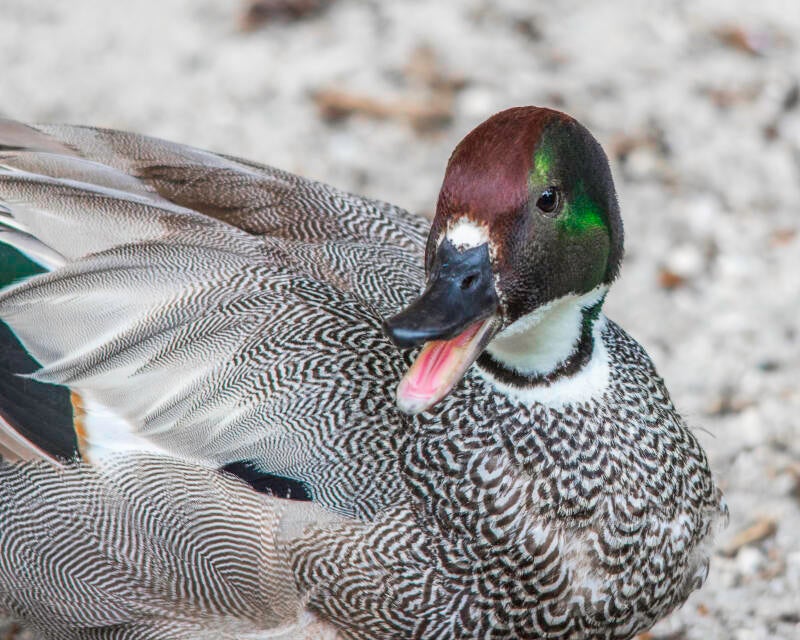 Falcated Duck (2)