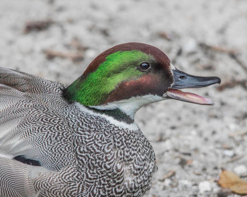Falcated Duck (3)