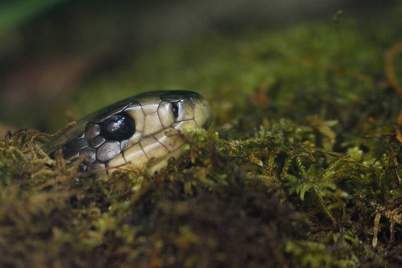 False Water Cobra (1)