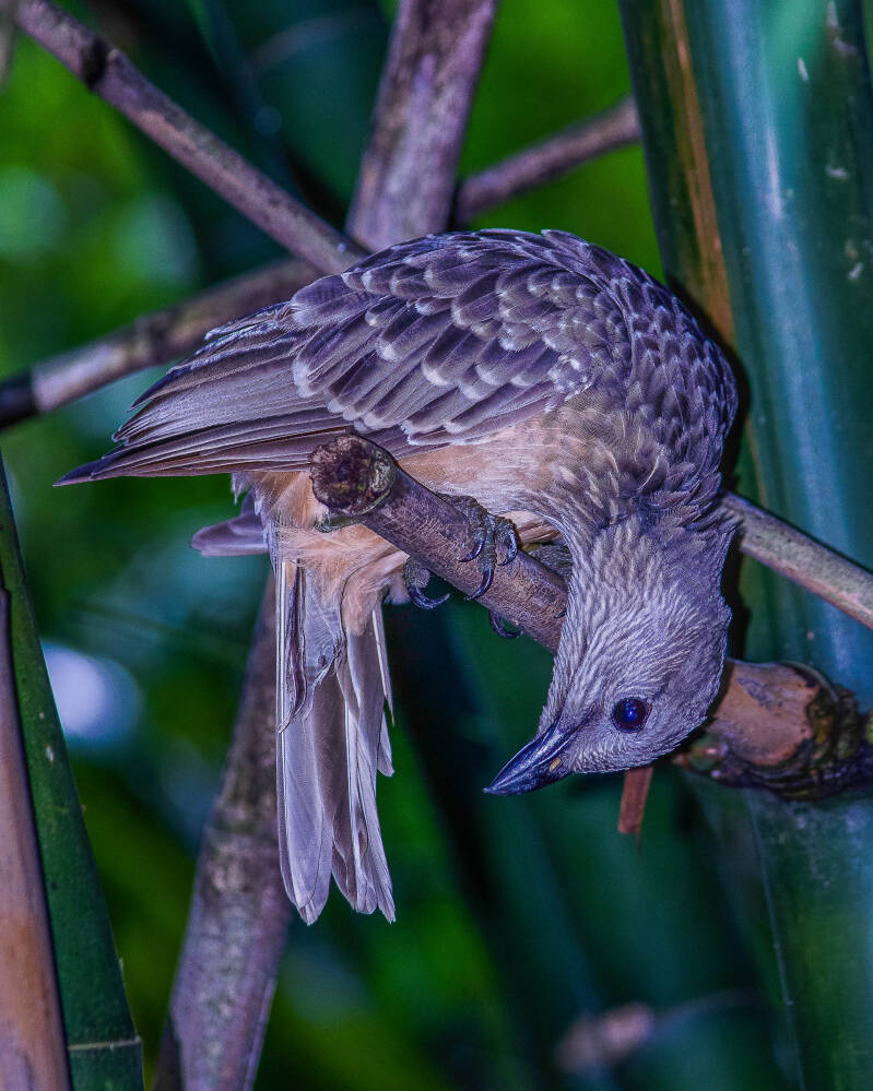 Fawn-Breasted Bower Bird (1)