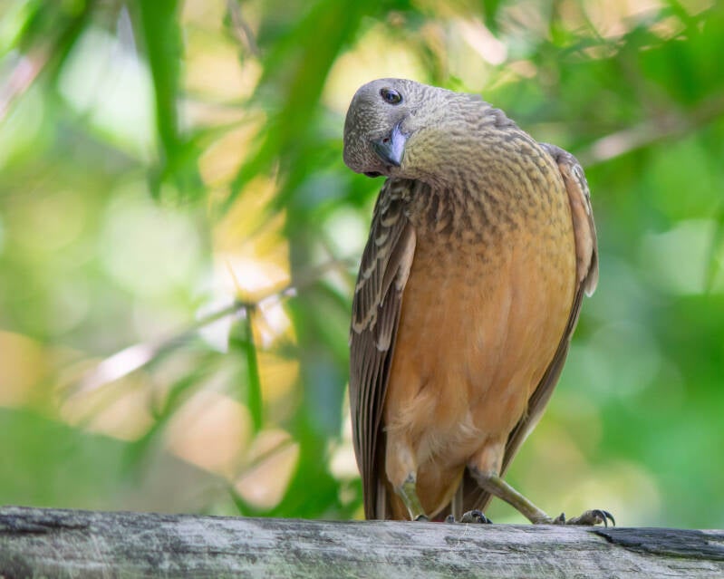 Fawn-Breasted Bower Bird (2)