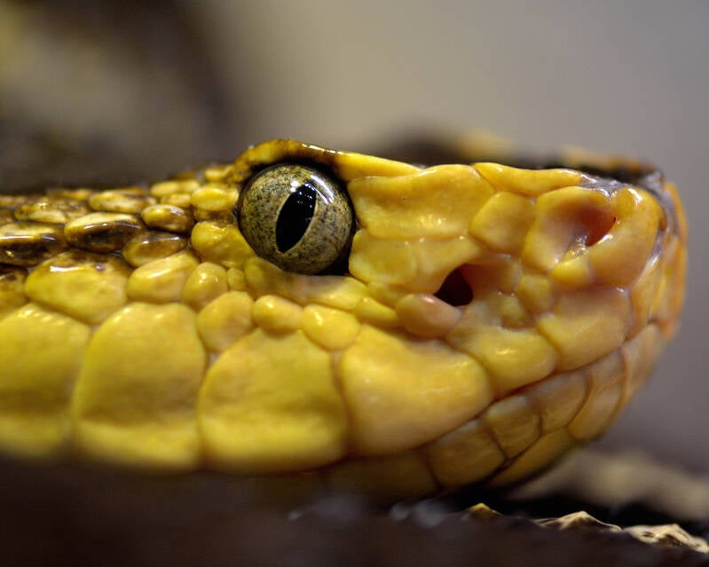 Fer-de-Lance (1)