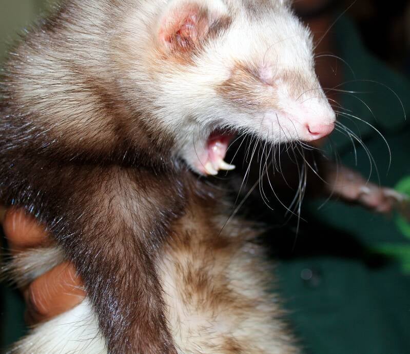 Ringo the Ferret