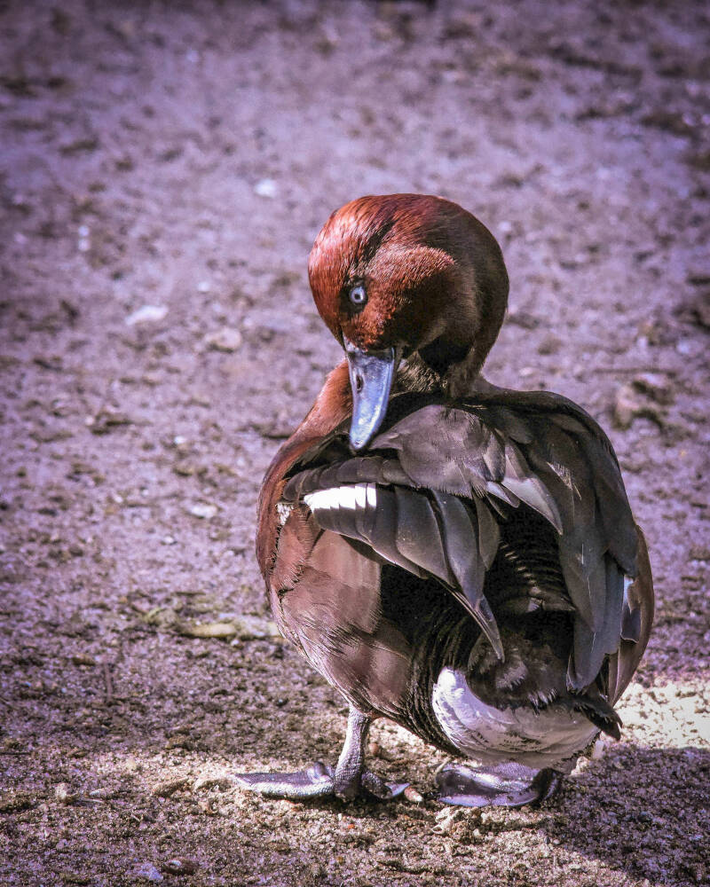 Ferruginous Duck (1)