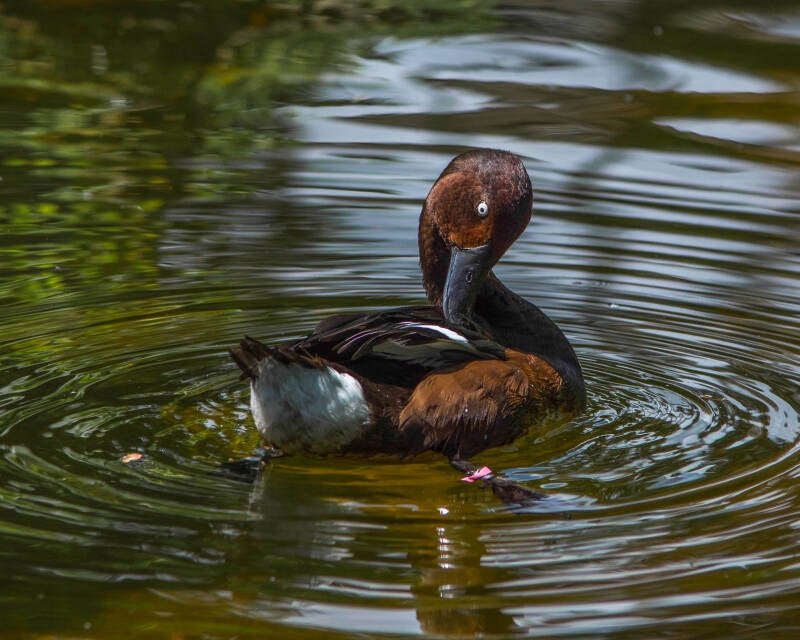 Ferruginous Duck (2)