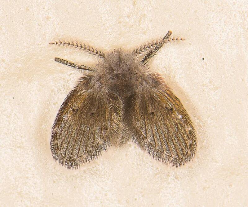 Filter Fly (1)