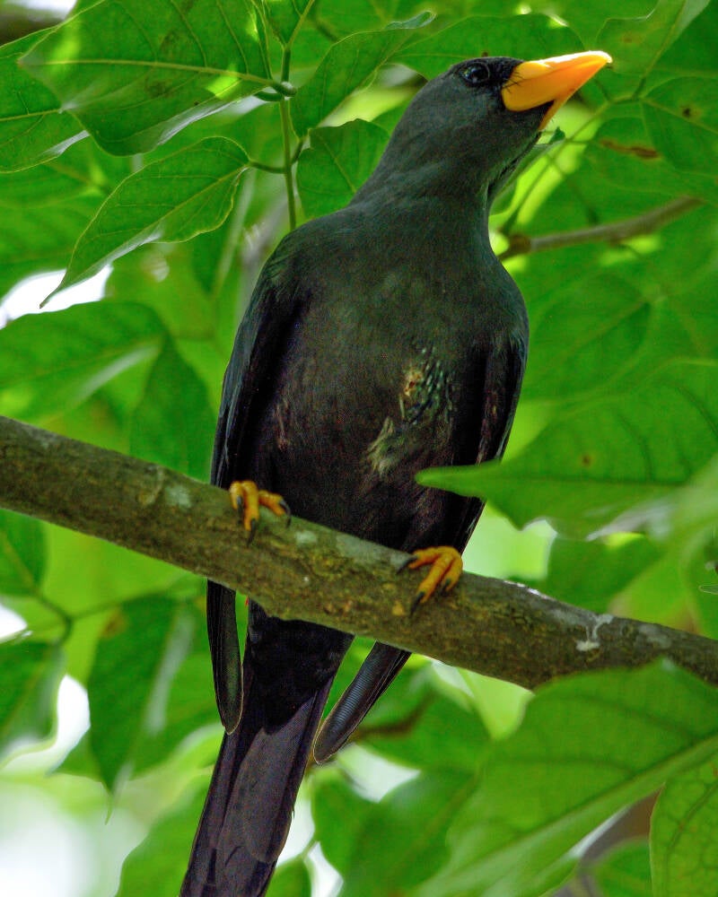 Finch-Billed Myna (1)