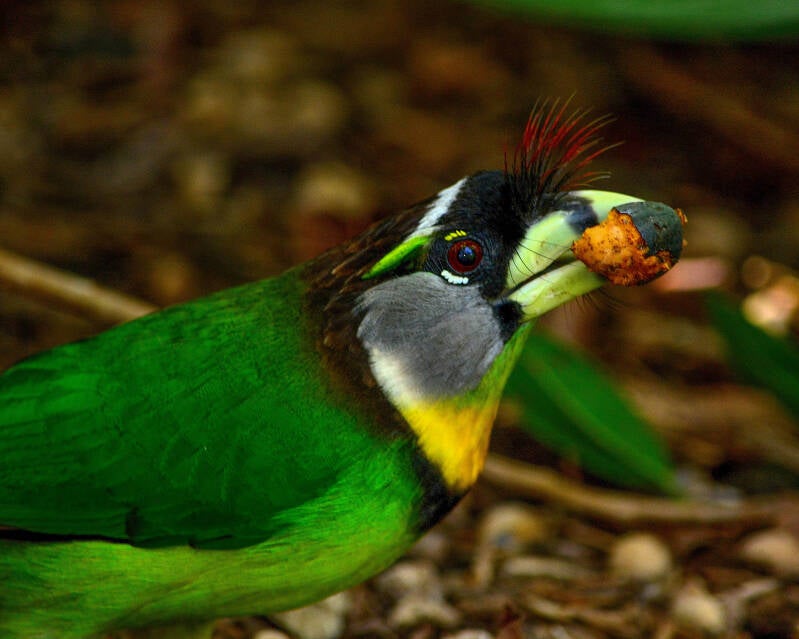 Fire-Tufted-Barbet (1)