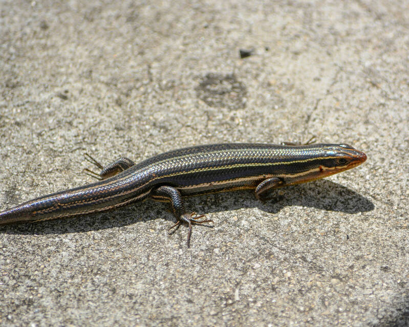 Five-Lined Skink (1)