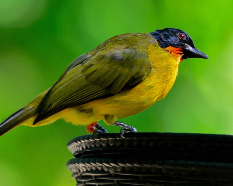 Flame-Throated Bulbul (1)