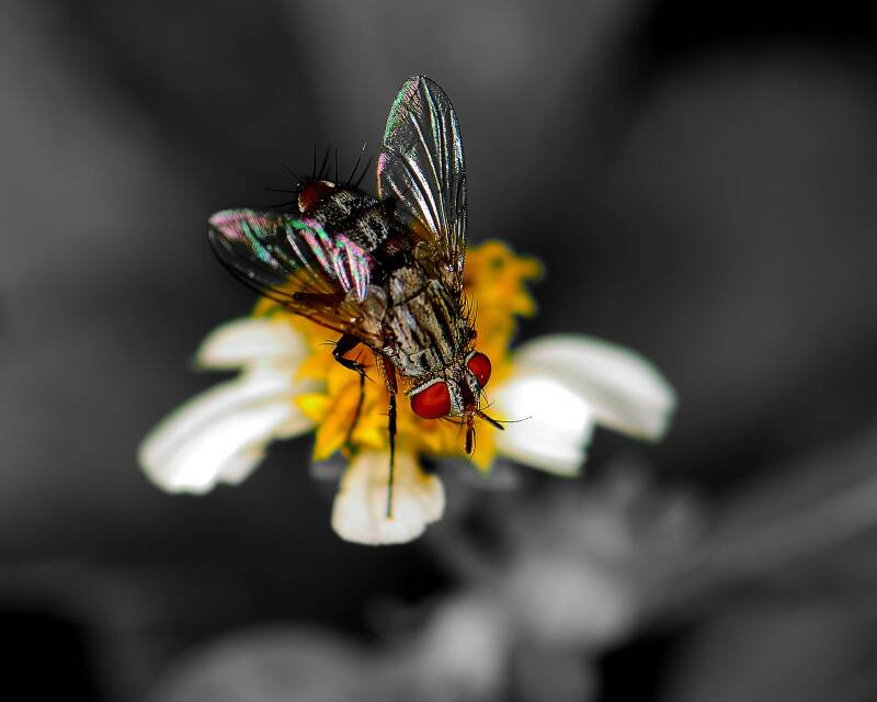 Flesh Fly (1)