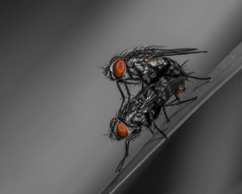 Flesh Fly (3)