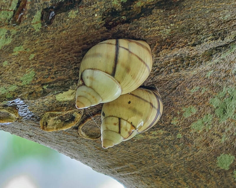 Florida Banded Tree Snail (1)