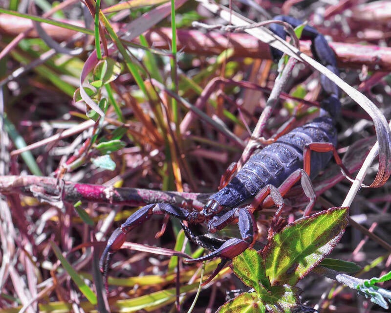 Florida Bark Scorpion (1)