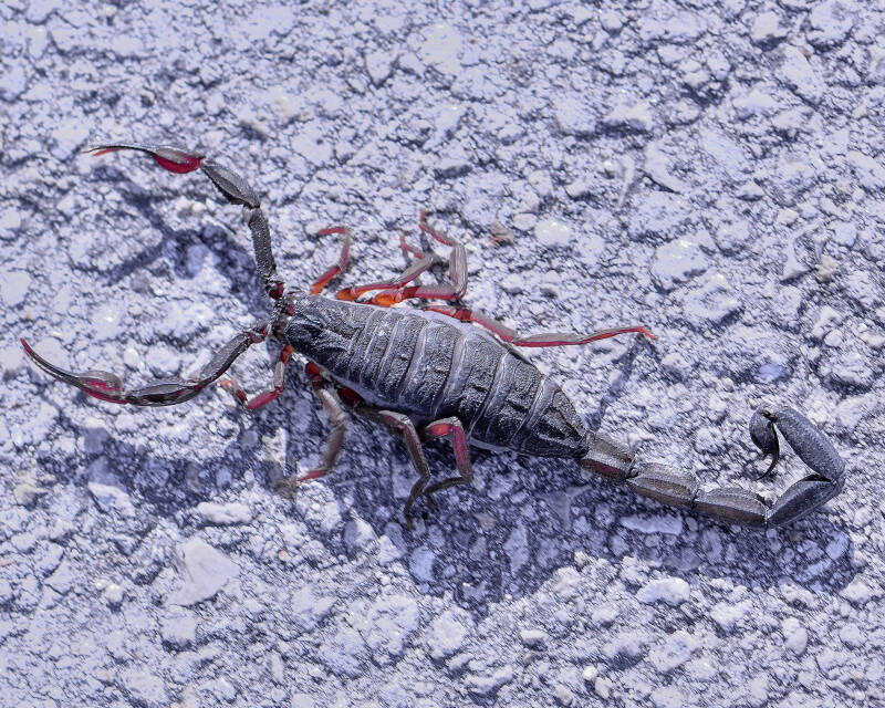 Florida Bark Scorpion (2)