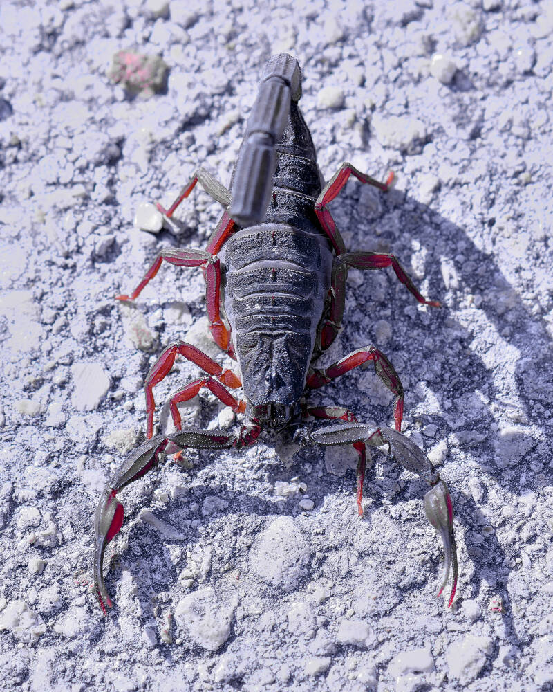 Florida Bark Scorpion (2)