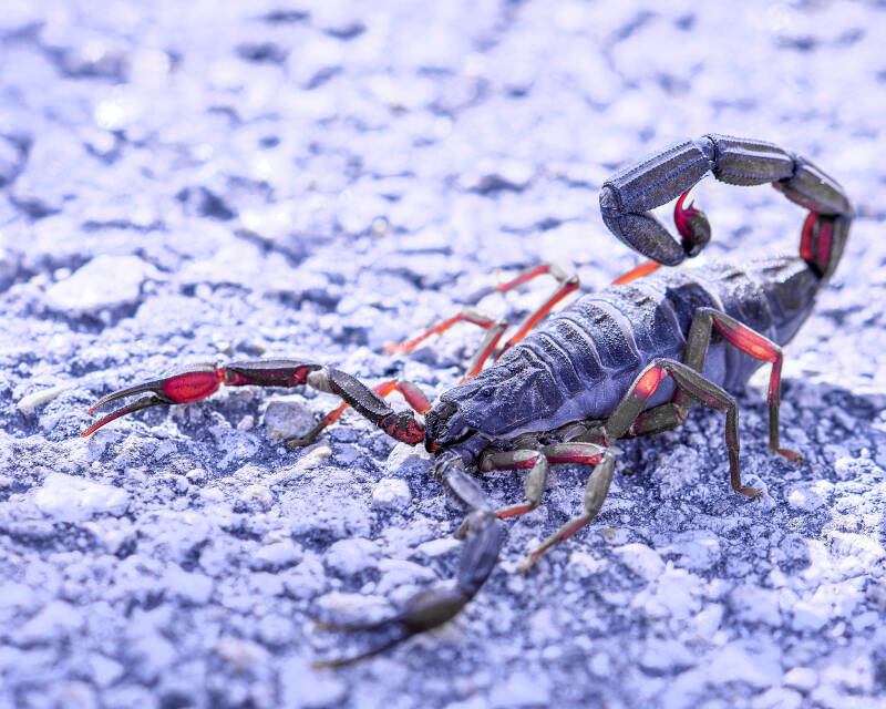 Florida Bark Scorpion (4)