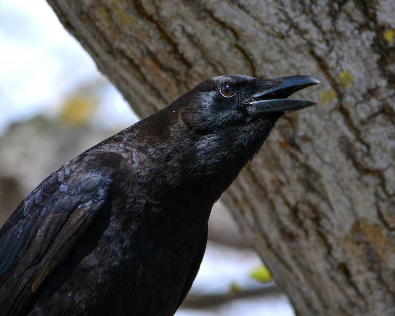 Florida Crow (1)