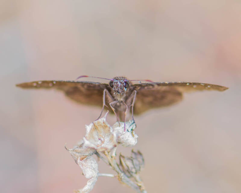 Florida Duskywing (1)