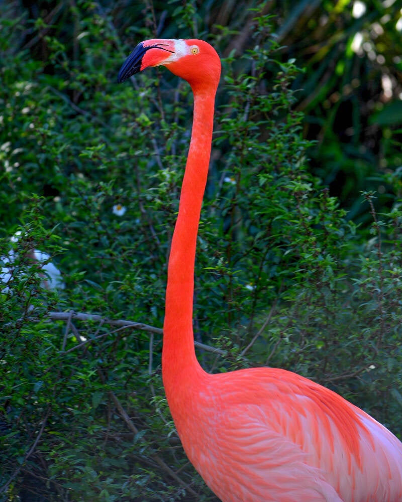 American Flamingo (13)