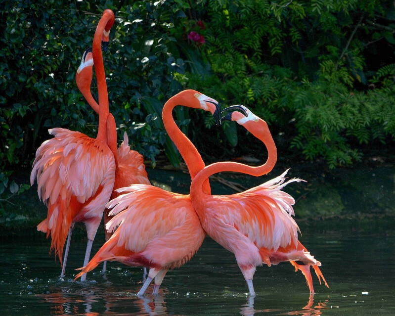 American Flamingo (14)