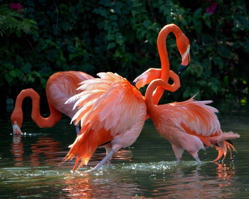 American Flamingo (15)