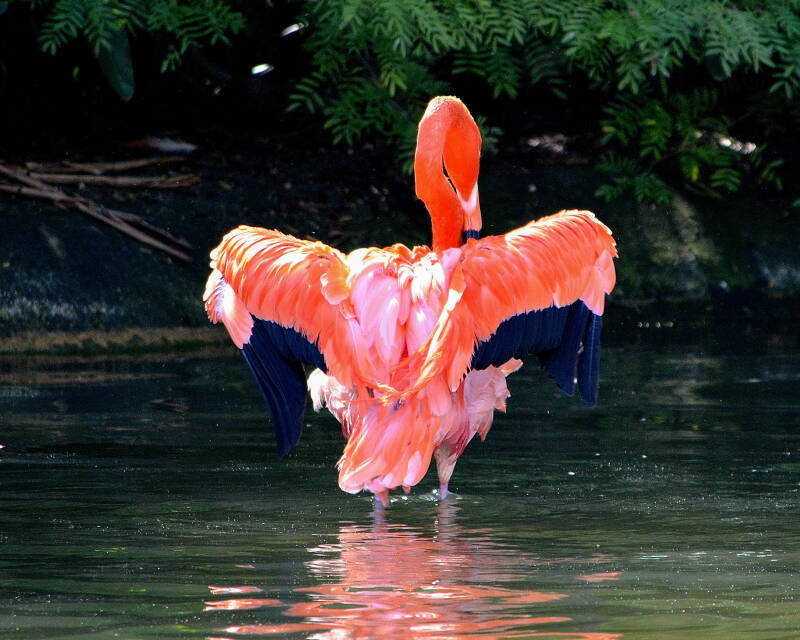 American Flamingo (16)