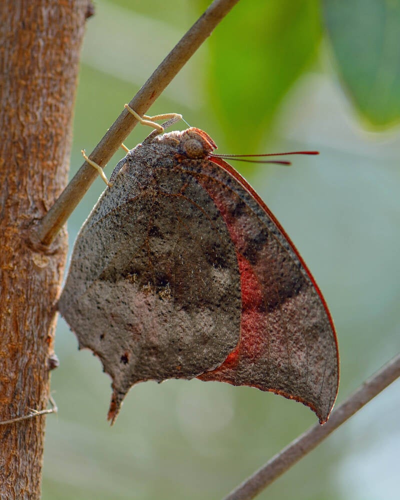 Florida Leafwing (1)