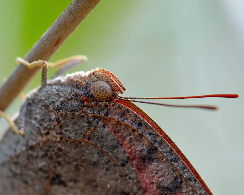 Florida Leafwing (2)