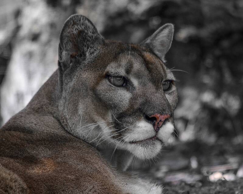 Florida Panther (1)