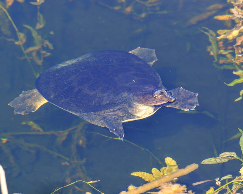 Florida Softshell (3)