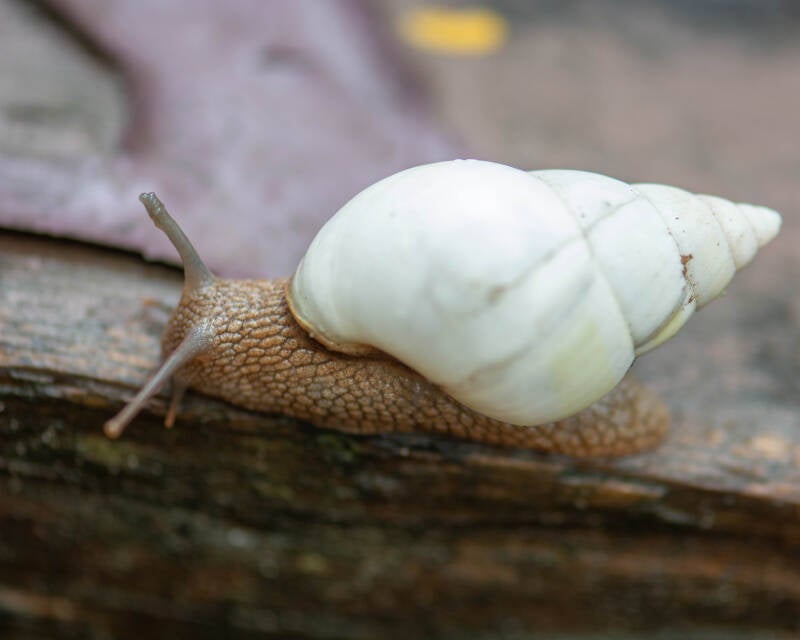 Florida Tree Snail (1)