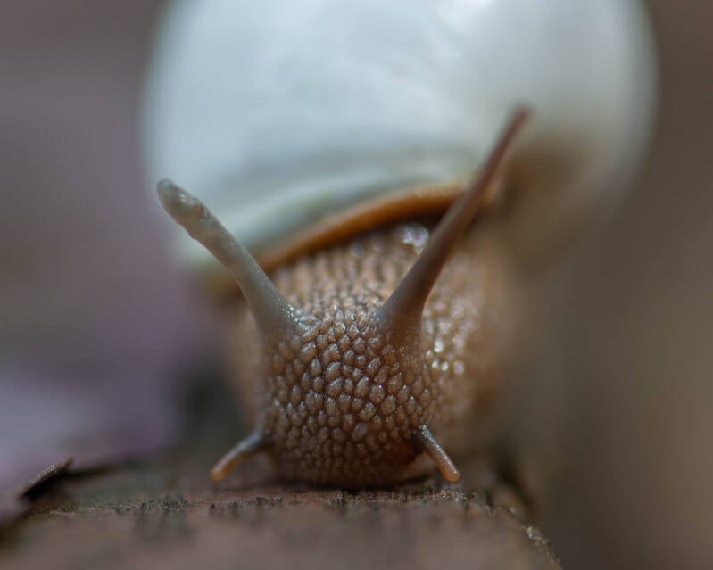Florida Tree Snail (3)