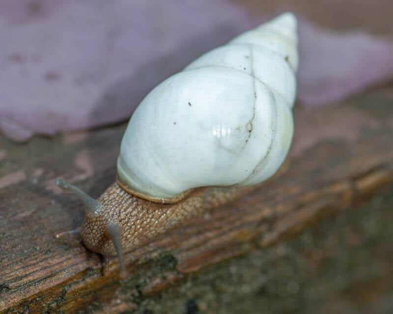 Florida Tree Snail (4)
