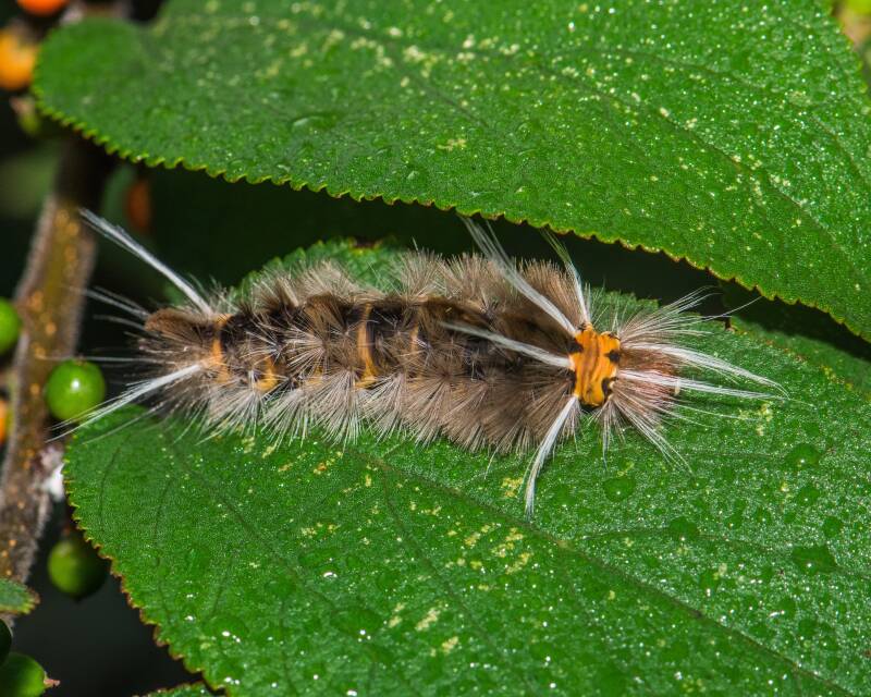 Florida Tussock Moth (1)