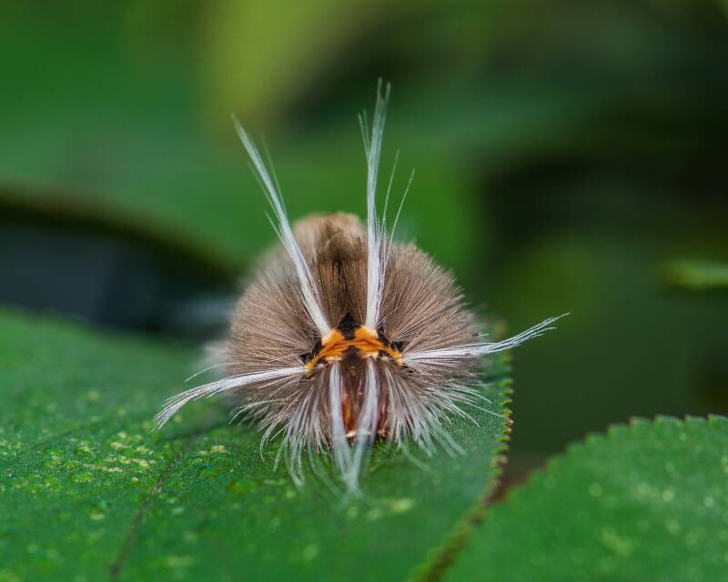 Florida Tussock Moth (2)