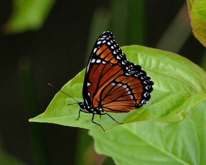 Florida Viceroy (1)