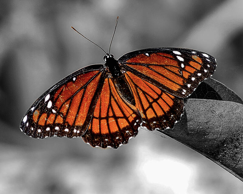 Florida Viceroy (2)