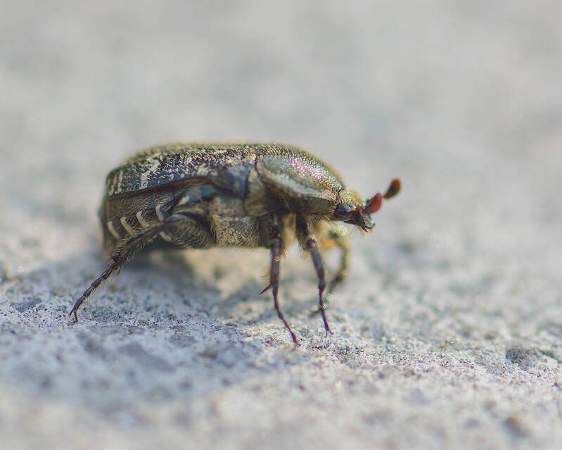 Dark Flower Scarab (2)