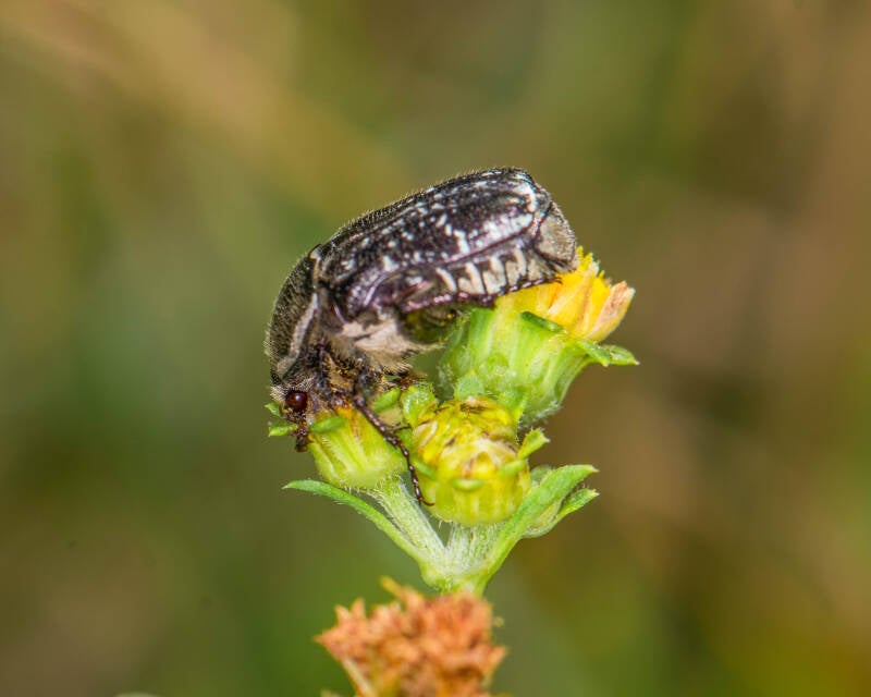 Dark Flower Scarab (3)