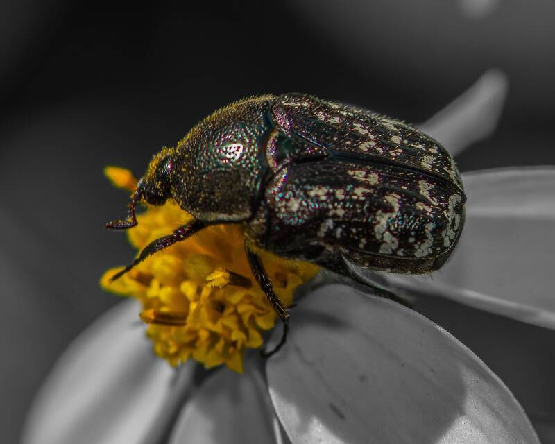 Dark Flower Scarab (1)