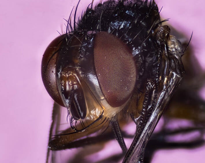 Diptera (stacked) (3)