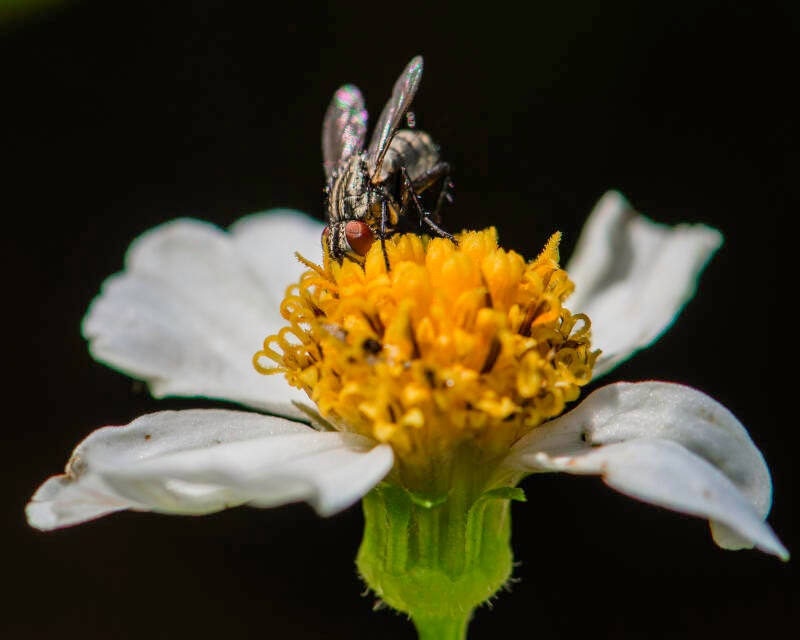 Flesh Fly (7)