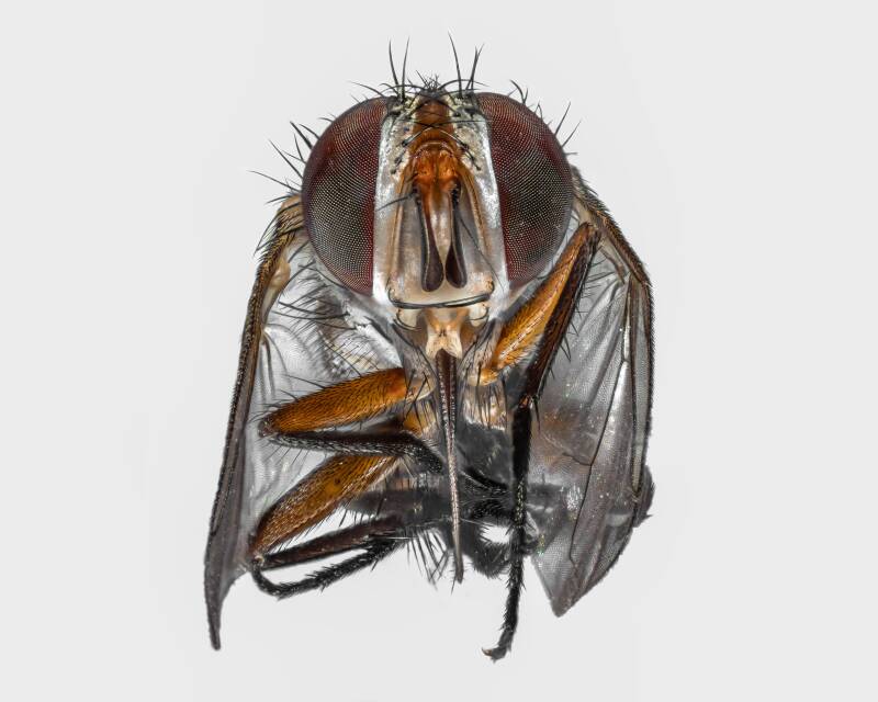 Diptera (1)
