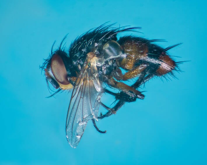 Diptera (stacked) (2)