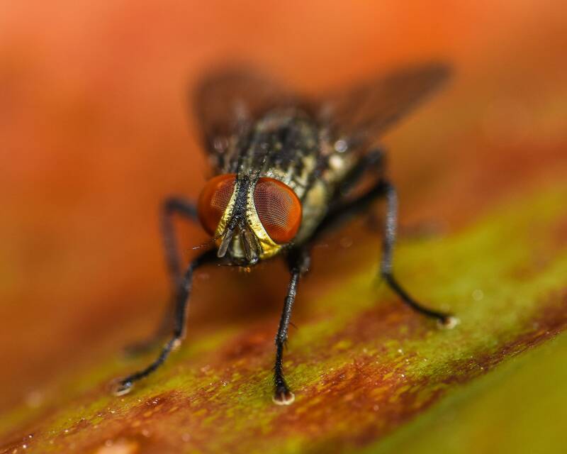Flesh Fly (2)