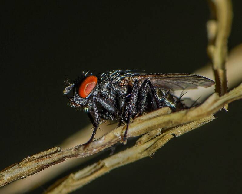 House Fly (1)